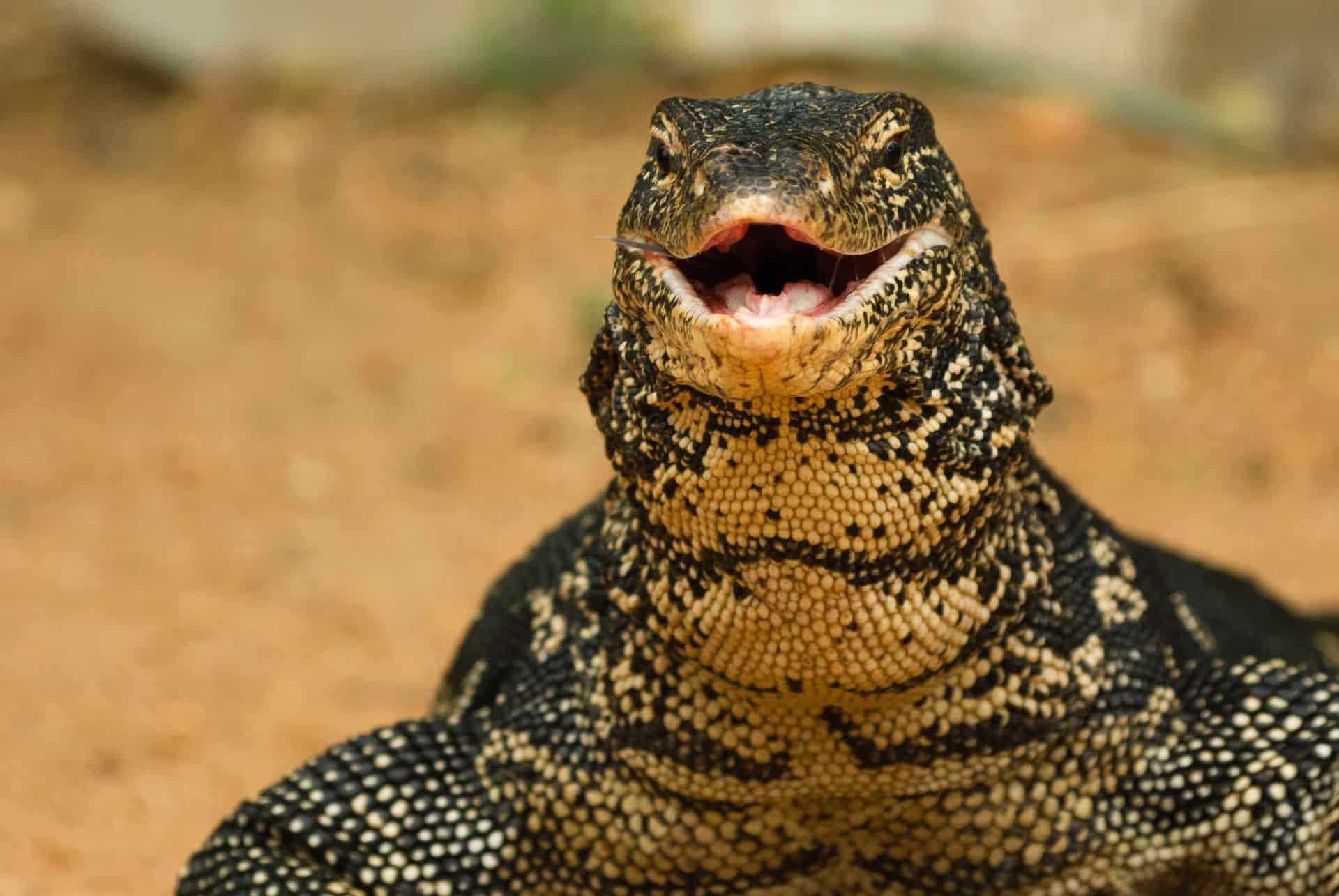 Pseudocast