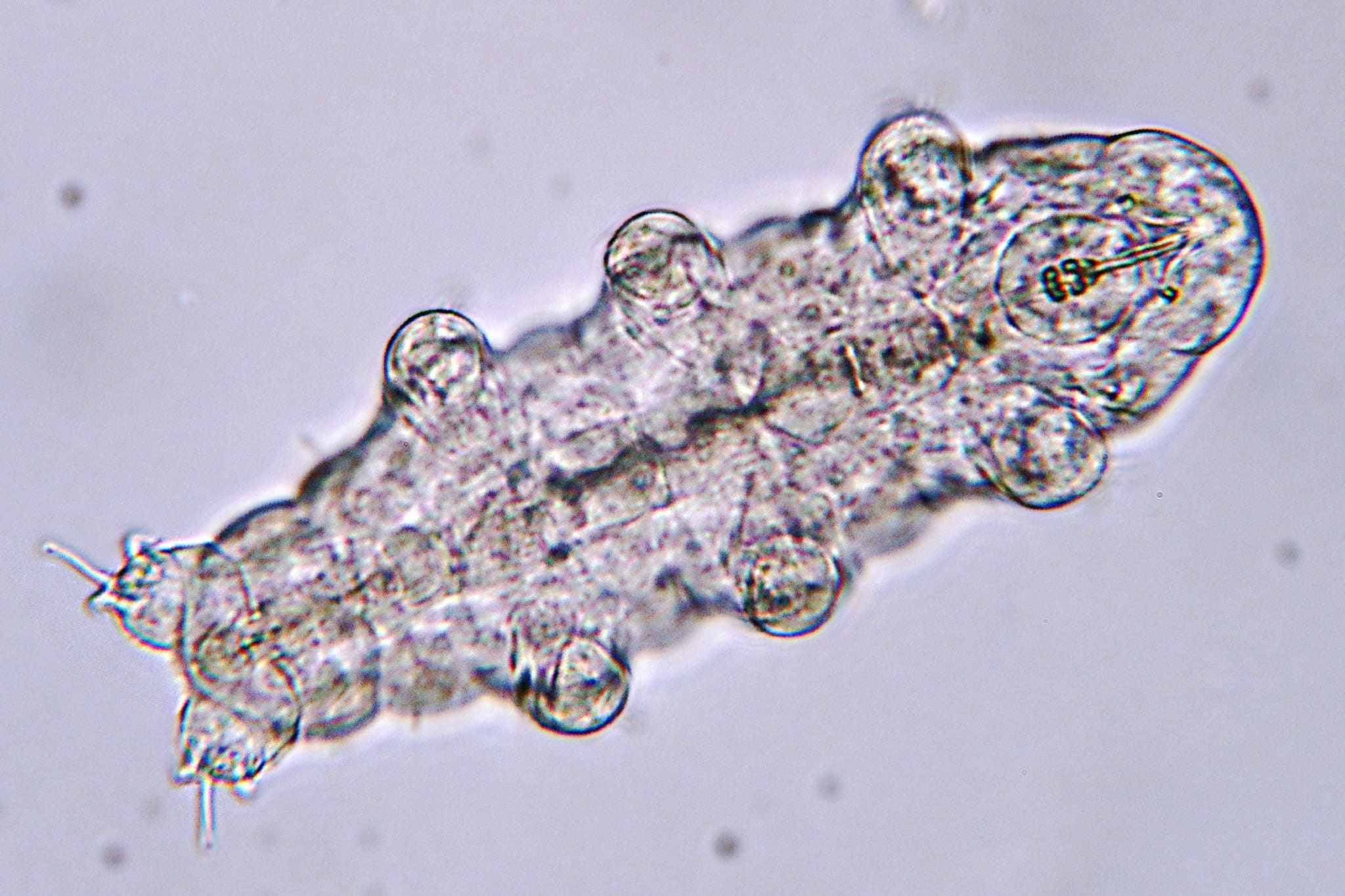 Pseudocast