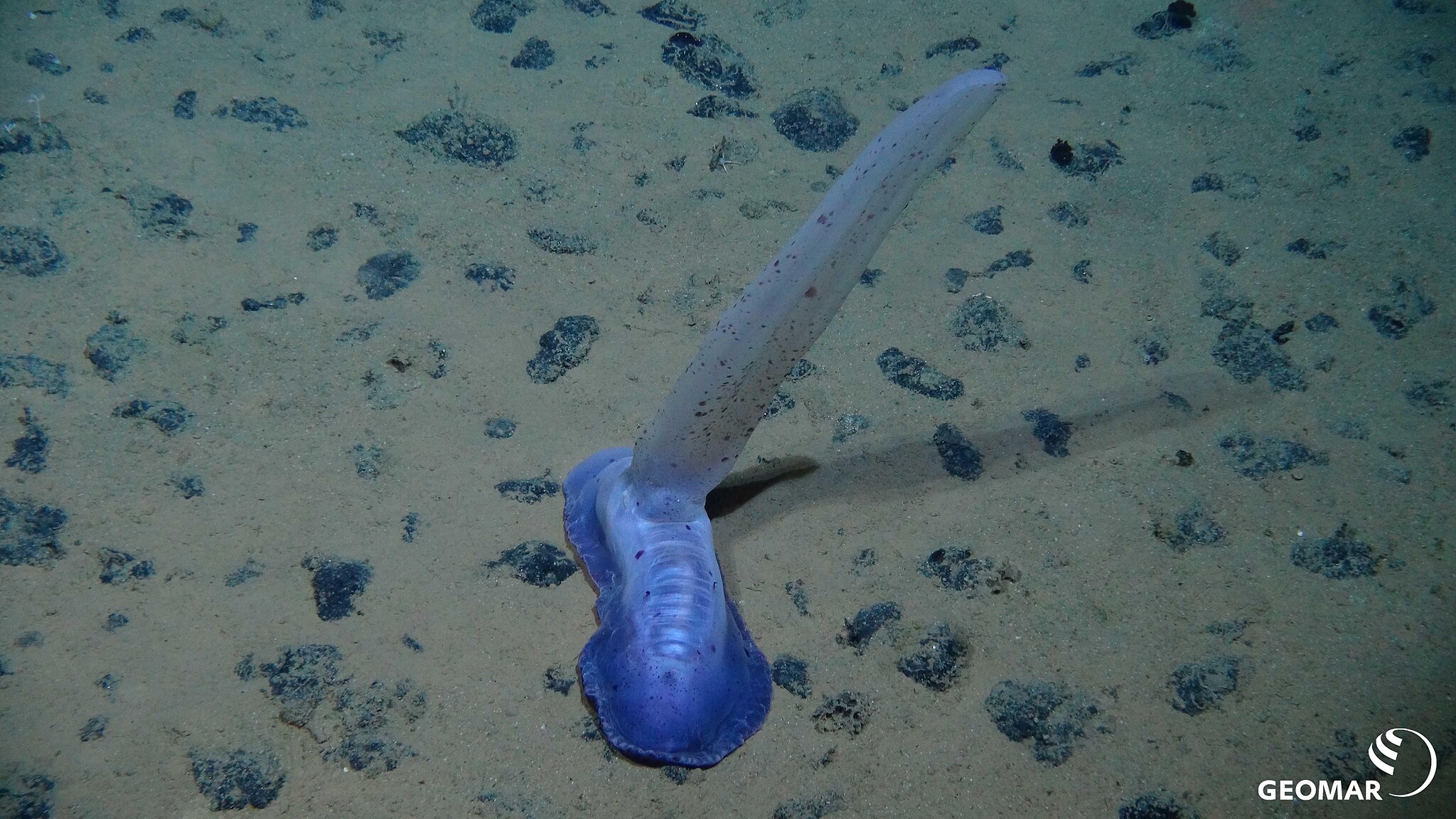 Pseudocast